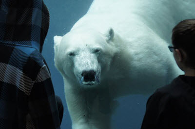 Henry Vilas Zoo Arctic Passage