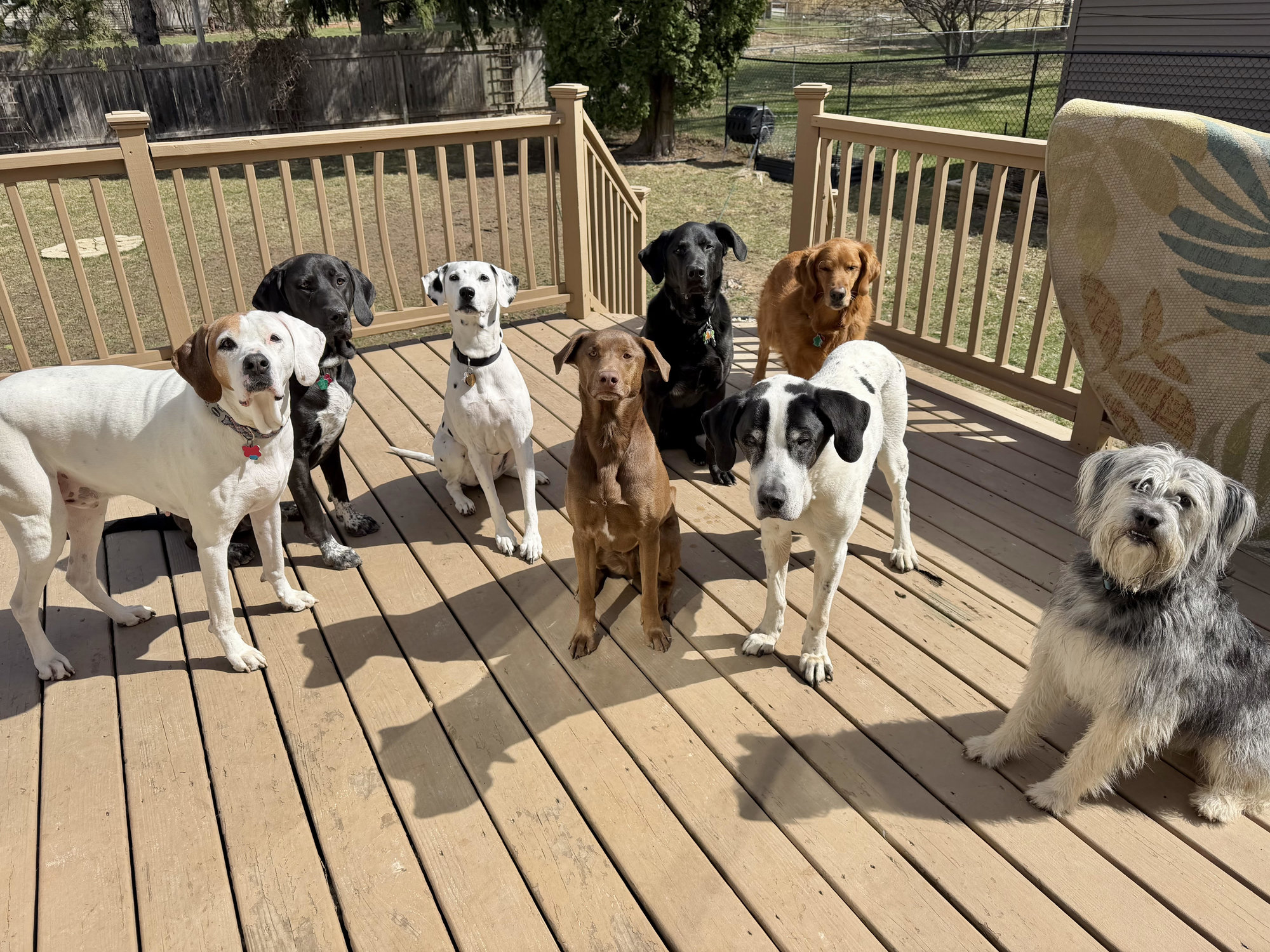 Paws before you buy